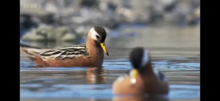 Animal screengrab from Frozen Planet - Summer